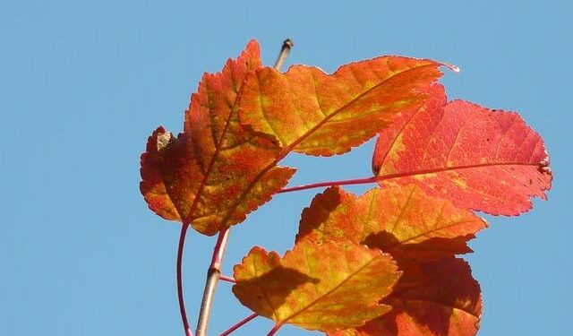 Tatar, Slovakia not expecting ‘easy ride’ against Italy in Olympics – NHL.com