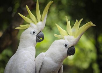 Prevc siblings lead Slovenia to mixed team gold in ski jumping ahead of Norway – Flashscore.com