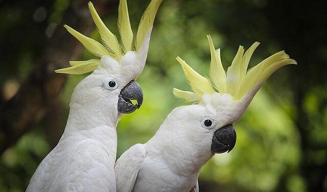 Prevc siblings lead Slovenia to mixed team gold in ski jumping ahead of Norway – Flashscore.com