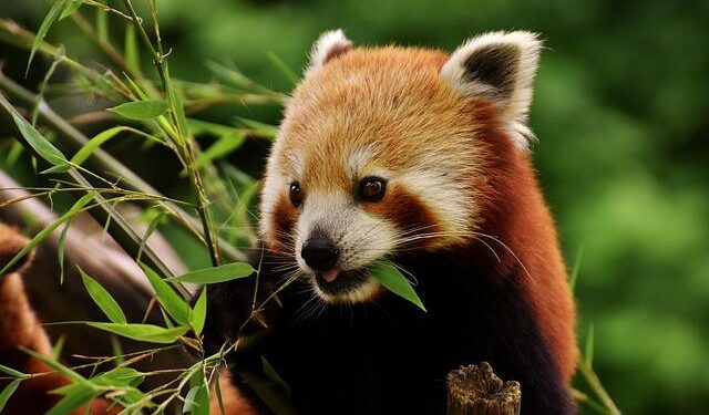 The bear in the Baltics: Reassessing the Russian threat in Estonia – European Council on Foreign Relations