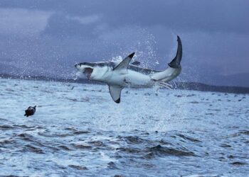 New record of great white shark in Spain sparks a 160-year review – Phys.org