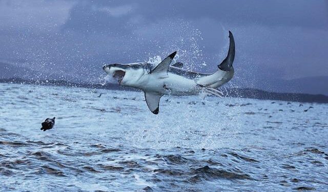 New record of great white shark in Spain sparks a 160-year review – Phys.org