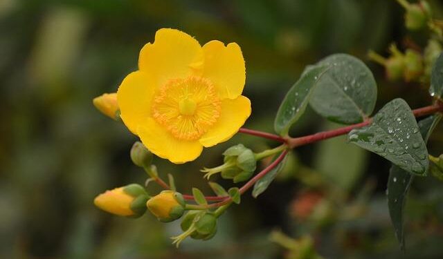 BBC Radio Guernsey presenter John Randall’s funeral takes place – BBC