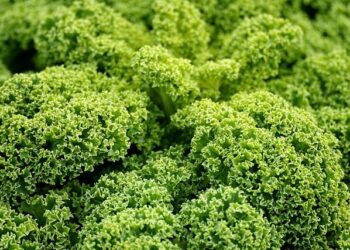 The Comprehensive Vegan Guide to Reykjavik, Iceland – Guide to Iceland