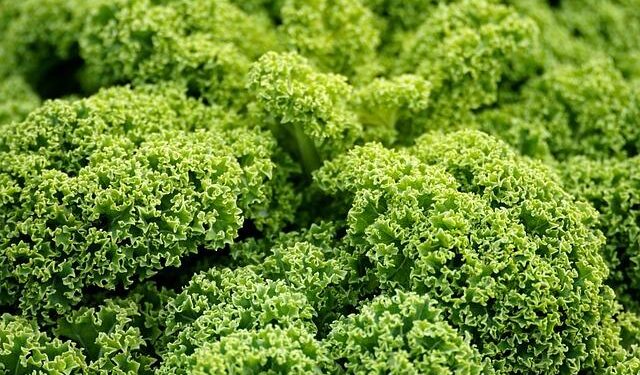 The Comprehensive Vegan Guide to Reykjavik, Iceland – Guide to Iceland