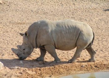 Secretary General Alain Berset to make official visit to Liechtenstein – coe.int