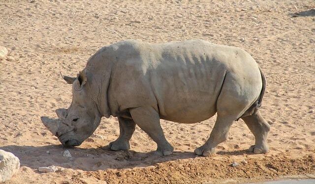 Secretary General Alain Berset to make official visit to Liechtenstein – coe.int