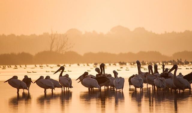 Romania 7-1 San Marino (Nov 18, 2025) Final Score – ESPN