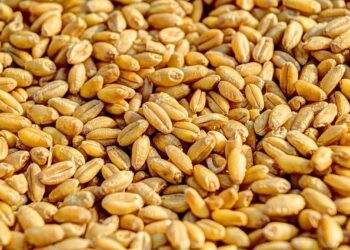 Orange Dominance to win at MoraBanc Andorra’s court (75-107) – Valencia Basket