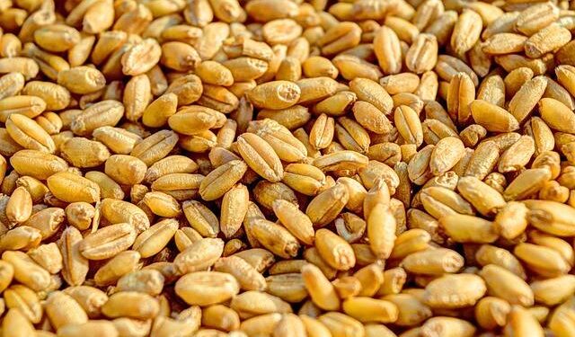 Orange Dominance to win at MoraBanc Andorra’s court (75-107) – Valencia Basket