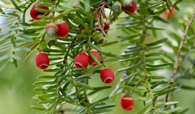 New records set at TISE – Bailiwick Express