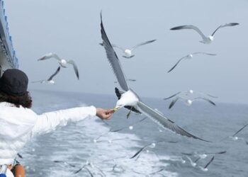 Testing the limits of power: Albania’s constitutional moment – Türkiye Today