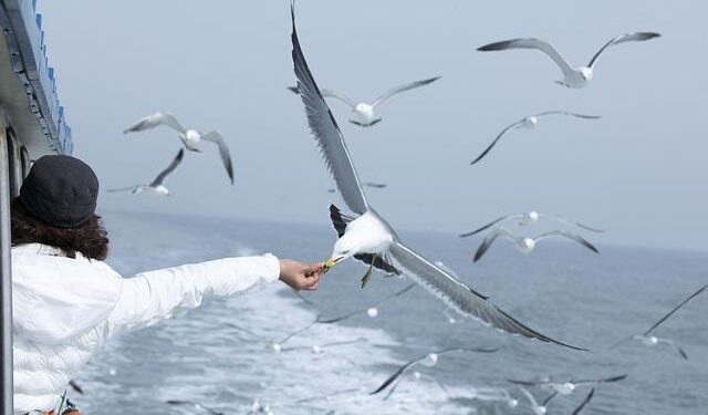 Testing the limits of power: Albania’s constitutional moment – Türkiye Today