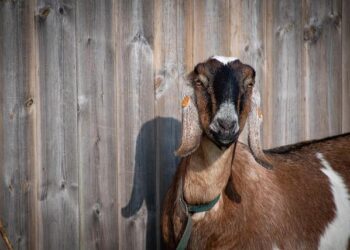 Missouri’s Billy Long apologizes after joking Iceland should become 52nd state – Missouri Independent