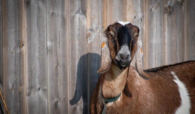 Missouri’s Billy Long apologizes after joking Iceland should become 52nd state – Missouri Independent