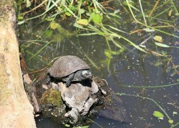 Female Tortoises in Macedonia Are Walking Off Cliffs Due to Constant Sexual Aggression from Males – Green Matters