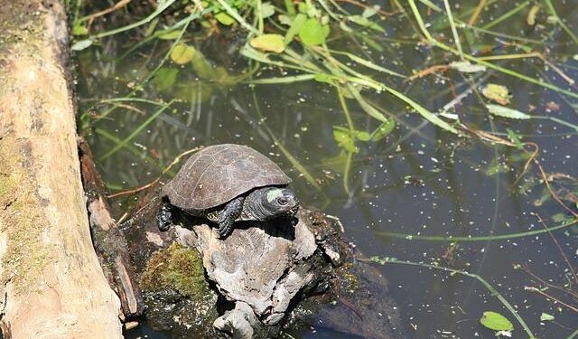 Female Tortoises in Macedonia Are Walking Off Cliffs Due to Constant Sexual Aggression from Males – Green Matters