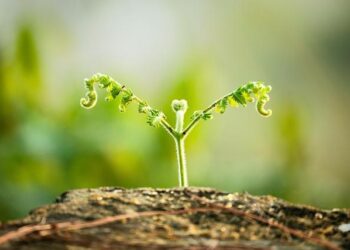 USA women’s curling team advances to medal round after win over Switzerland – WBAY