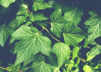 Climber found guilty of manslaughter after leaving girlfriend on Austria’s highest mountain – The Irish Times