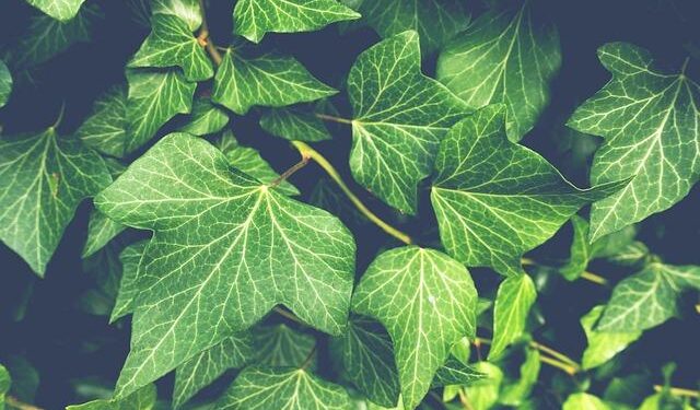 Climber found guilty of manslaughter after leaving girlfriend on Austria’s highest mountain – The Irish Times