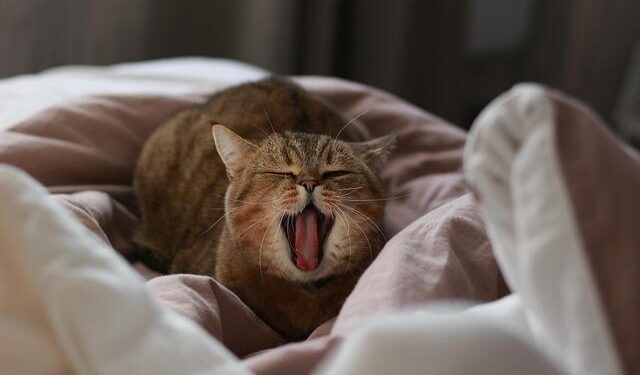 Minor mag. 1.3 earthquake – 146 km south of Longyearbyen, Svalbard, Svalbard and Jan Mayen, on Monday, May 19, 2025, at 07:45 pm (GMT +2) – Volcano Discovery