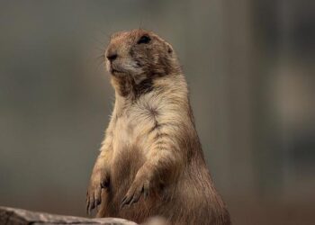 Around 100 CIS observers to monitor Constitutional Referendum in Kazakhstan – Qazinform