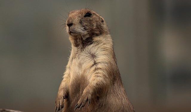 Around 100 CIS observers to monitor Constitutional Referendum in Kazakhstan – Qazinform