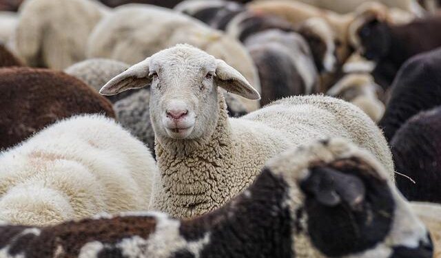 Adani Group unit removed from Norway’s wealth fund over corruption concerns – MLex