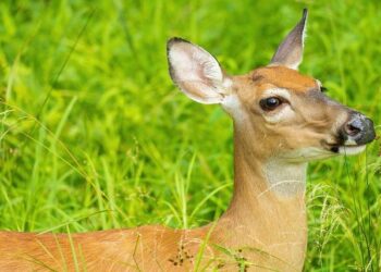 Novak Djokovic gets blunt message from Serbia’s controversial president after smear campaign – Tennis365