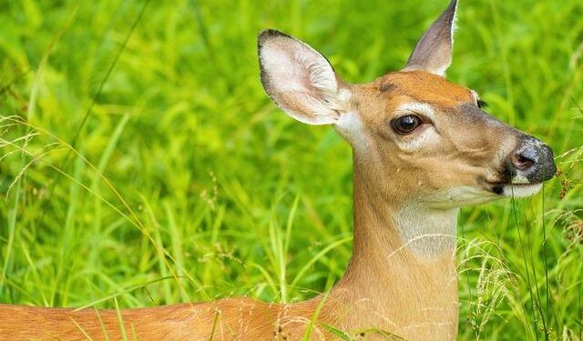 Novak Djokovic gets blunt message from Serbia’s controversial president after smear campaign – Tennis365