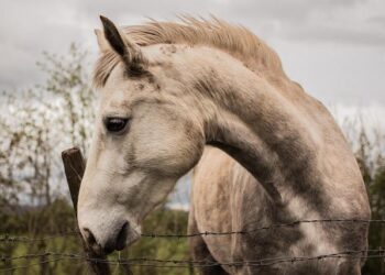 Today in History: Ireland legalizes divorce – Chicago Tribune