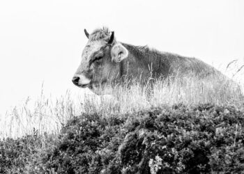 No bull: This Austrian cow has learned to use tools – Science | AAAS