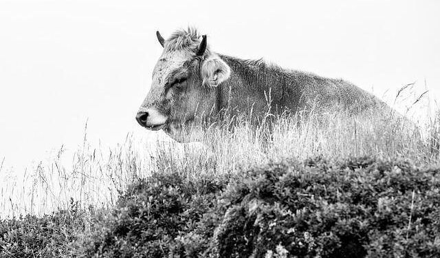 No bull: This Austrian cow has learned to use tools – Science | AAAS