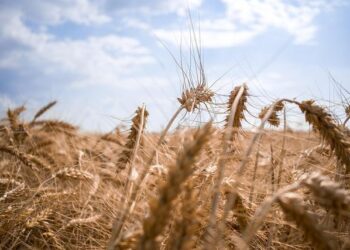 Ukraine May Strike Drone Relays in Belarus – Военное дело