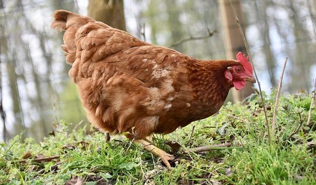 Henning Larsen designs “learning village” for Faroe Islands – Global Construction Review