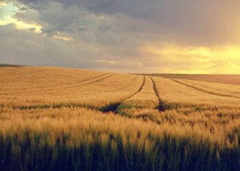 Liechtenstein 0-1 Wales: Second place still alive thanks to Jordan James goal as North Macedonia await Craig Bellamy’s side – Sky Sports
