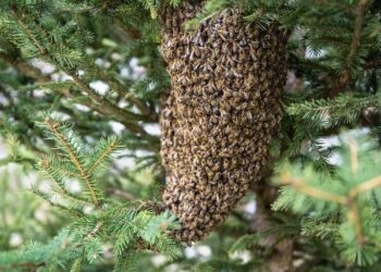 Malta bee exporter blasts criticism from Canadian beekeepers – Manitoba Co-operator