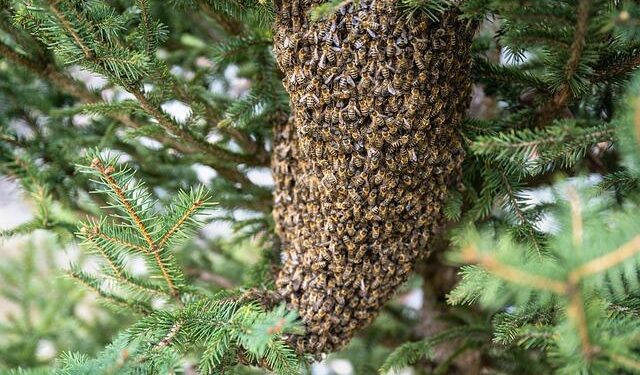 Malta bee exporter blasts criticism from Canadian beekeepers – Manitoba Co-operator