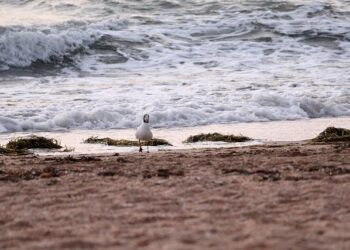 Azov’s hiring spree: How a controversial Ukrainian unit is luring fighters – Al Jazeera