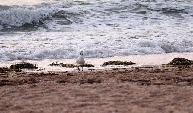 Azov’s hiring spree: How a controversial Ukrainian unit is luring fighters – Al Jazeera