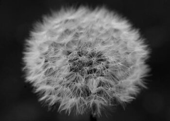 Gillian Legat. Obituary (2026) – Isle of Man, Isle of Man – Isle of Man Today – Legacy | Obituary Search