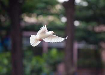 Cancelled Flights and Piroshki: Armenia Reacts to Strikes in Iran – The Armenian Mirror-Spectator