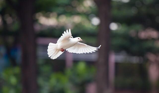 Cancelled Flights and Piroshki: Armenia Reacts to Strikes in Iran – The Armenian Mirror-Spectator