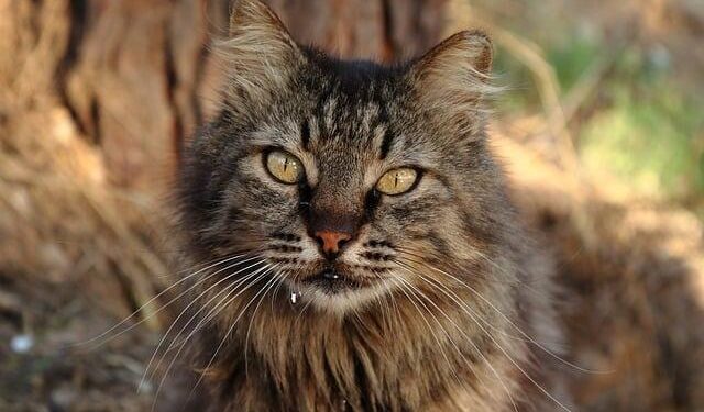 Prepare for wild weather and don’t bother the sheep: What to know about visiting the Faroe Islands – AP News