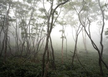 Dense fog shrouds central, southern Netherlands; Drivers warned of hazardous roads – NL Times