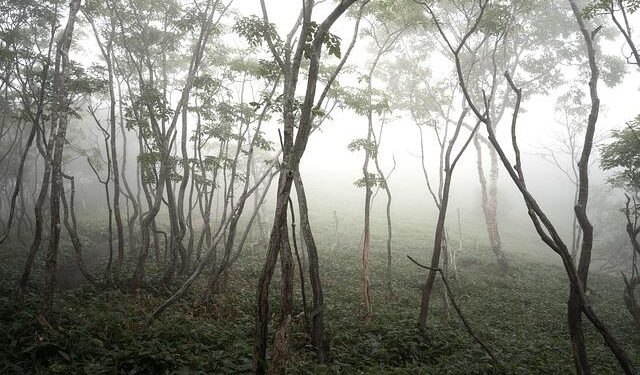 Dense fog shrouds central, southern Netherlands; Drivers warned of hazardous roads – NL Times