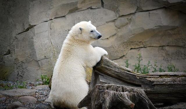 Something very unexpected is happening to Norway’s polar bears – vox.com
