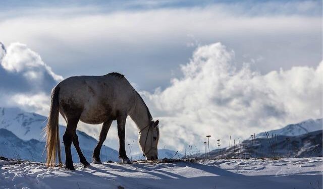 Social media users claim Azerbaijan presented drug convicts as Iran-linked terrorists – OC Media