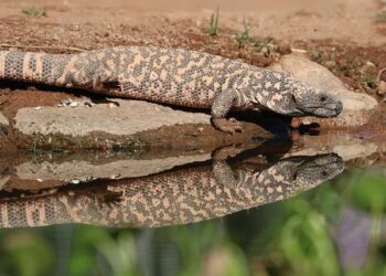 Czech Venoms to support Poland – Defence24.com