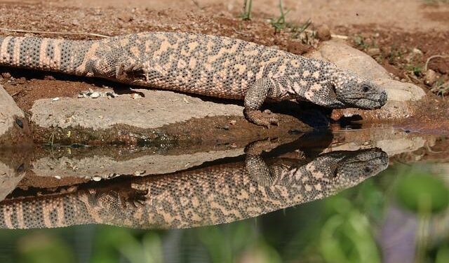 Czech Venoms to support Poland – Defence24.com